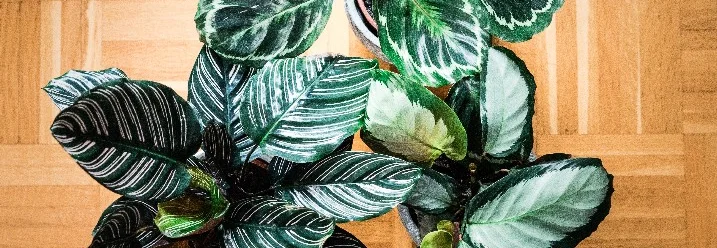 Drei grüne Zimmerpflanzen